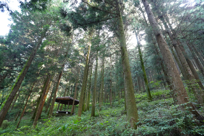 ▲광주시 무등산 편백 휴양림. (사진제공=전남도)