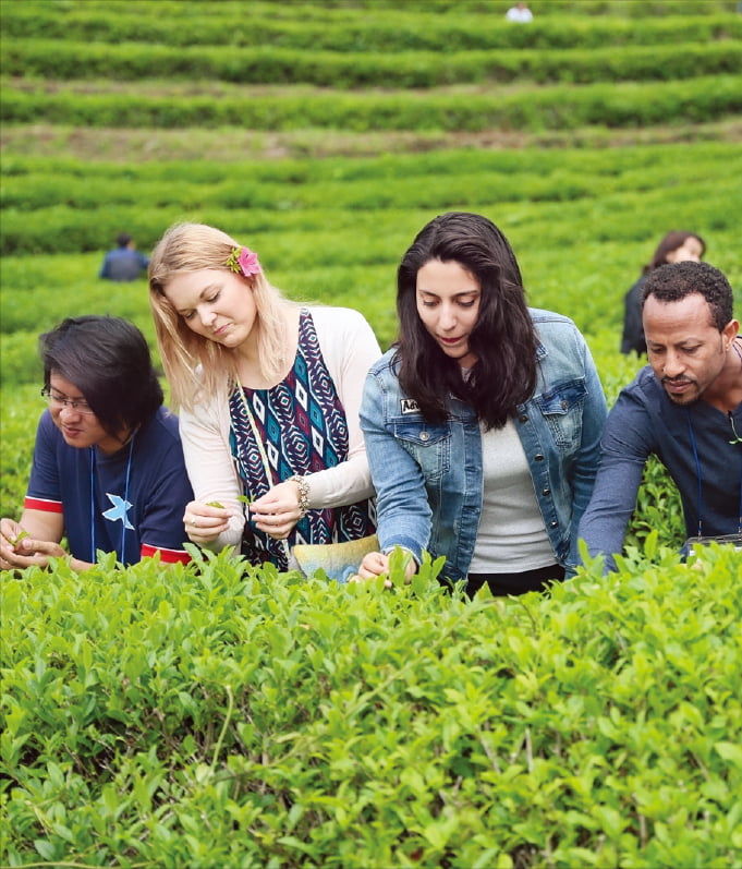 ▲외국인 관광객들이 전남 보성군의 한 차밭에서 찻잎 따기 체험을 하고 있다. (사진제공 보성군)
