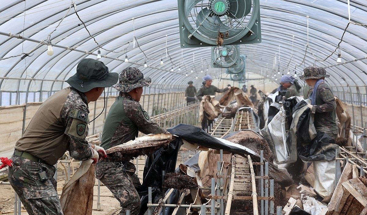 ▲광주 북구 용강동 한 딸기농장에서 31사단 장병들이 수해복구 작업하고 있다.
 (사진제공=연합뉴스)