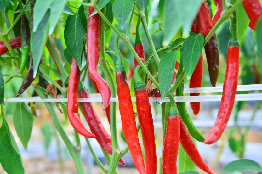 ▲전북 순창군 한 농가에서 익어가는 고추. (사진제공 순창군)