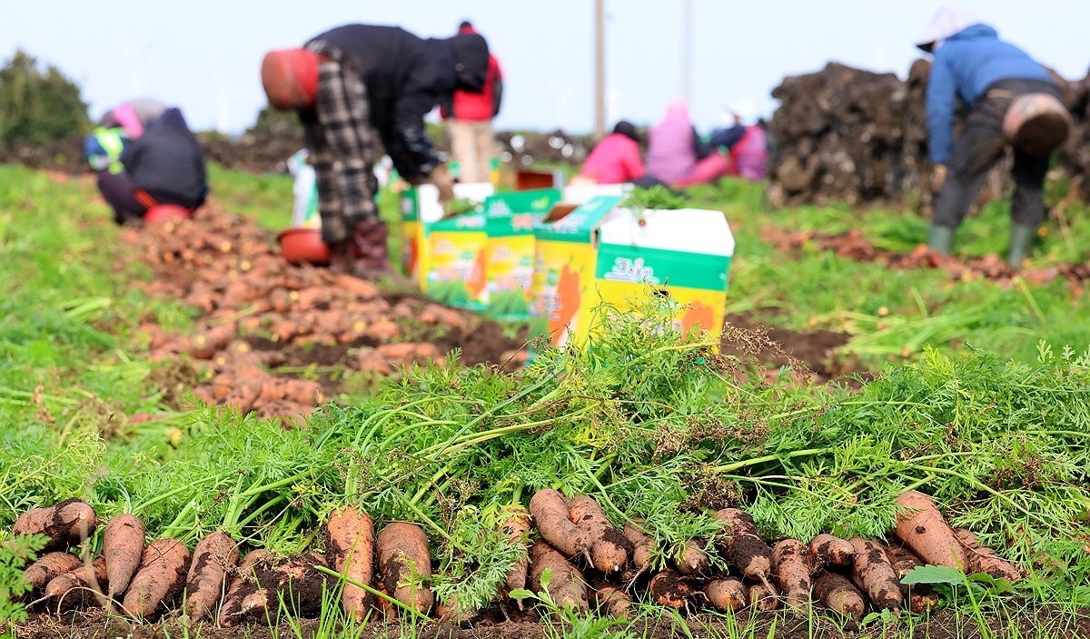 ▲제주시 구좌읍 평대리의 한 밭에서 농민들이 당근을 수확하고 있다. (연합뉴스)