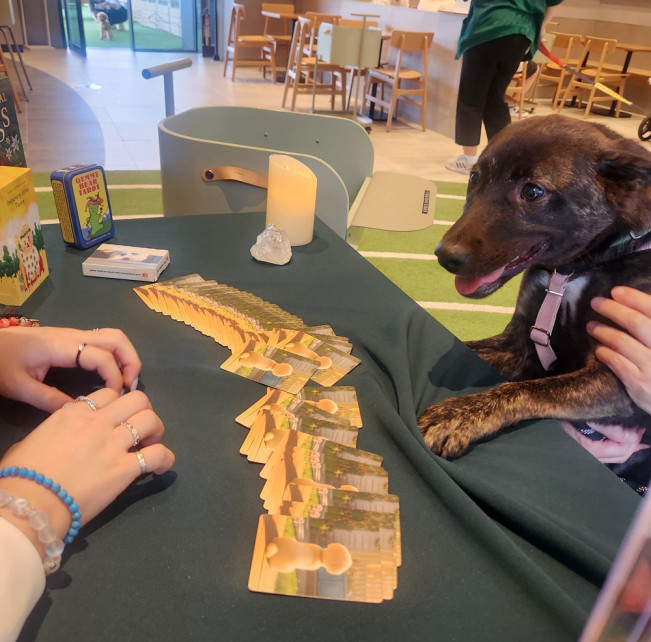 ▲스타벅스가 진행한 놀다가시개! 펫 캠페인에서 반려동물이 펫 타로를 보고 있다. (사진제공=스타벅스)