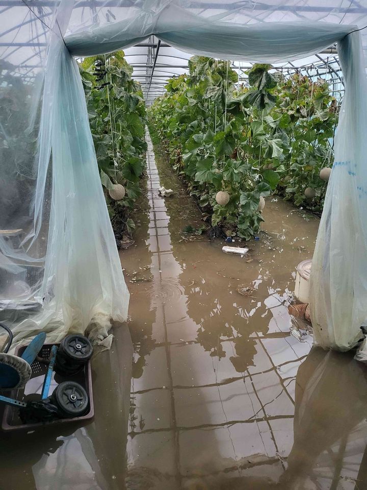 ▲전남 곡성읍 시설 멜론 침수 현장 (사진제공=전남도)