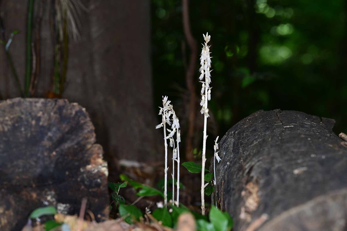 ▲제주도에서 처음으로 발견된 미기록 난초과 식물 '방울유령란'. (사진제공 국립산림과학원)