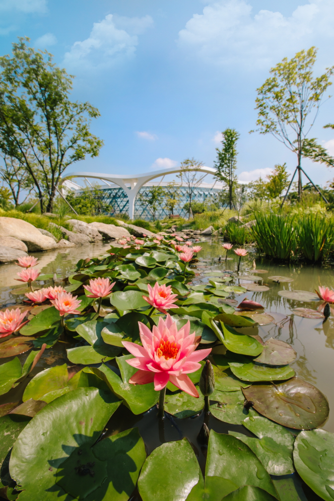 ▲서울식물원과 수련 모습. (사진제공=서울식물원)