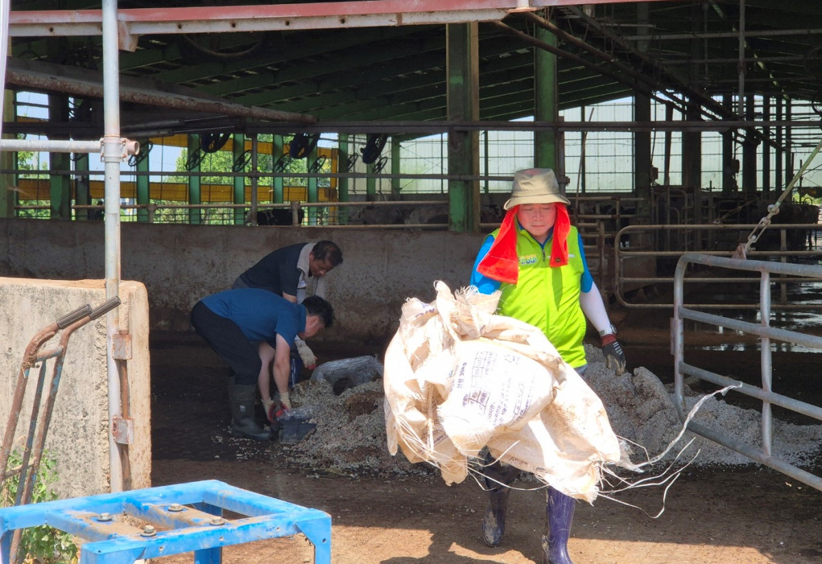 ▲안용덕 농림축산식품부 축산정책관, 공형식 농협경제지주 축산기획유통본부장 등 30여명이 24일 최근 이례적인 집중호우로 피해를 입은 충청남도 아산시 둔포면과 염치읍의 축산 농가를 찾아 수해복구 봉사활동을 하고 있다. (사진제공=농협중앙회)