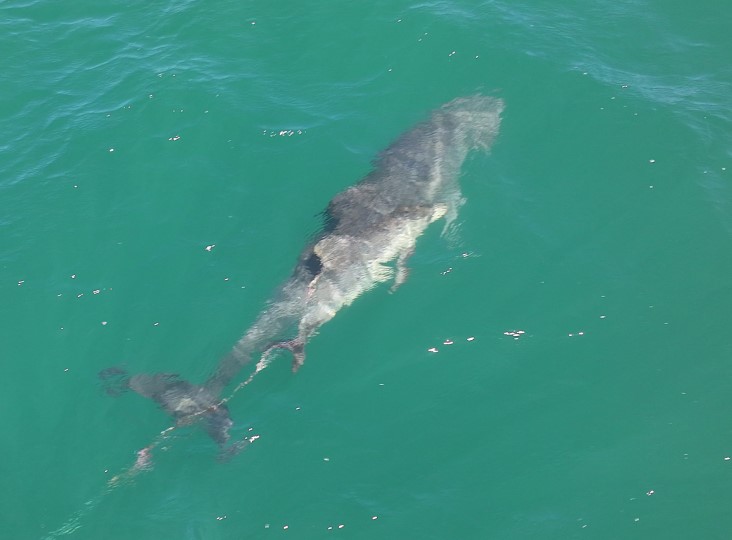▲제주바다에서도 또 꼬리지느러미에 낚싯줄이 감긴 새끼 남방큰돌고래 모습. (사진제공=다큐제주)