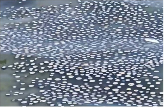 ▲제주도 해수욕장에 출현한 해파리 떼. 푸른색 곰팡이처럼 보이는 이 해파리의 정체는 ‘푸른우산관해파리’인 것으로 드러났다. (사진제공=인스타그램 캡처 )