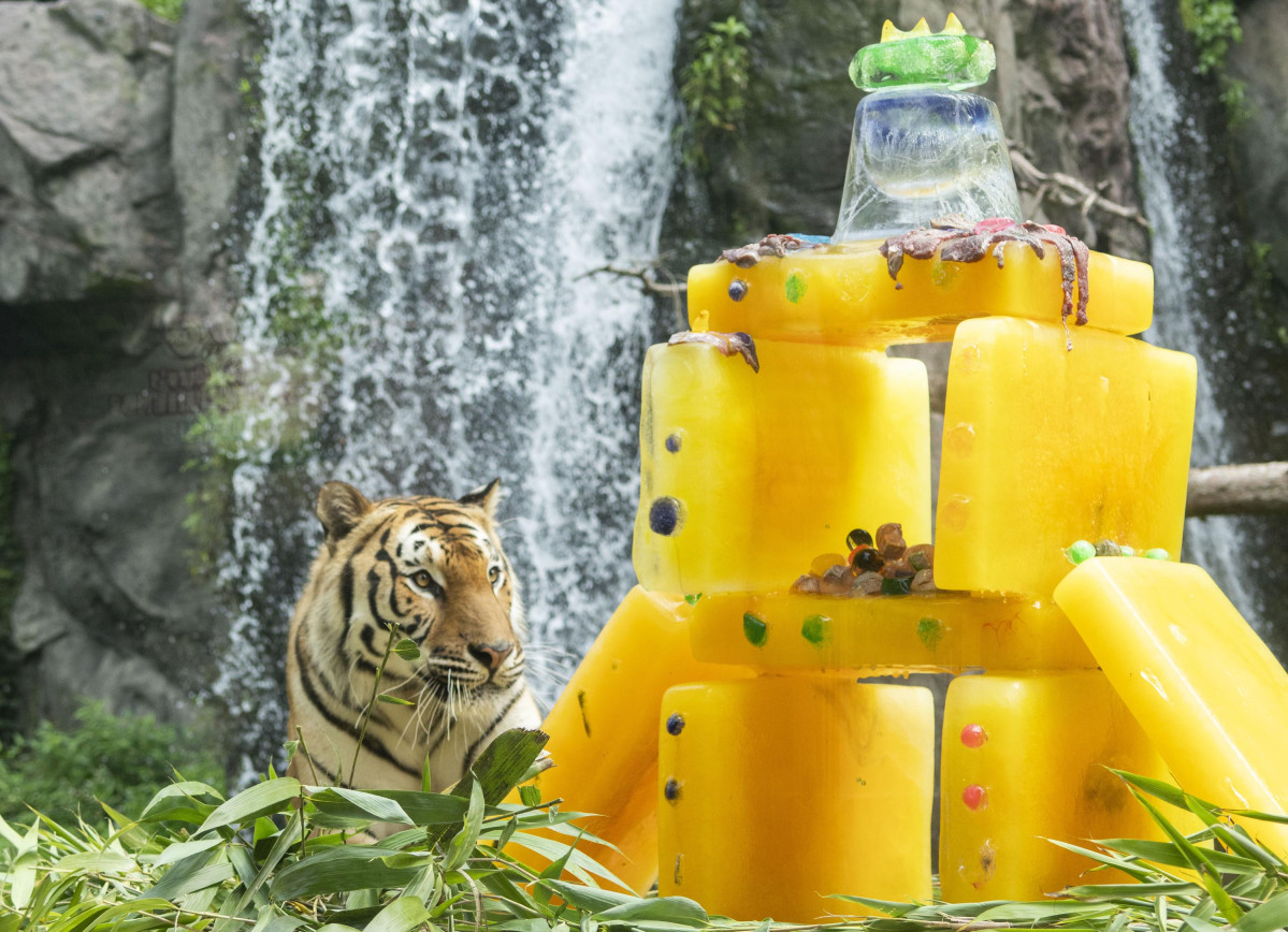 ▲중복을 하루 앞둔 29일 경기 용인시 에버랜드 타이거밸리에 살고 있는 호랑이들이 비타민 얼음 케이크를 먹고 있다. (사진제공=삼성물산)