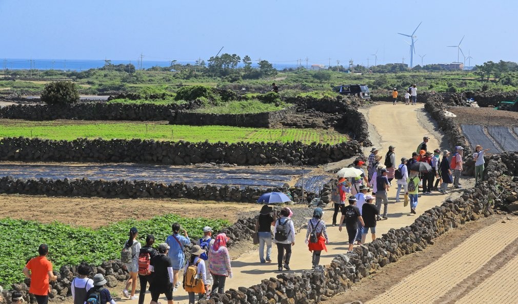 ▲제주도 밭담 축제 모습. (연합뉴스)