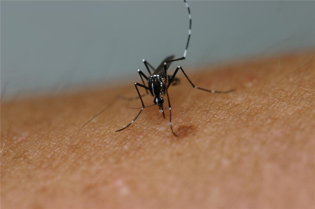 ▲흰줄숲모기 (사진제공=부산시)