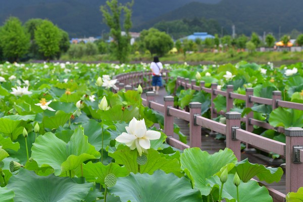 ▲전남 장성 황룡강 연꽃단지 모습.

 (사진제공 장성군)