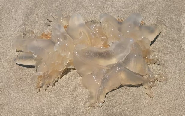 ▲제주 해안가에서 최근 다수 목격된 해파리와 유사한 젤리 형태의 해파리. (사진제공 제주도소방안전본부)
