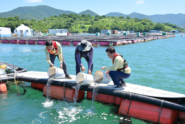 ▲전남 여수 양식어가 어민들이 조피볼락을 방류하고 있다. (사진제공 여수시)