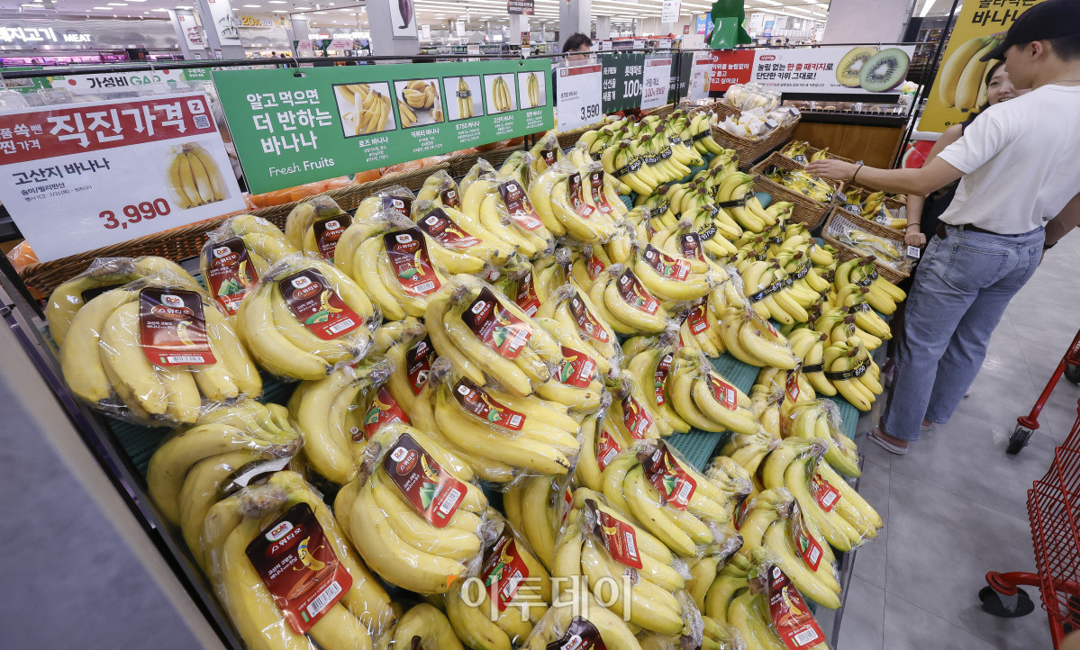▲롯데마트가 직진 가격 캠페인을 시작한 31일 서울 시내 한 롯데마트 매장에서 시민들이 바나나를 살펴보고 있다. 이날부터 내달 6일까지 필수 식료품을 합리적인 가격에 제공하는 직진 가격 캠페인은 여름 휴가철 수요가 많은 먹거리 12종을 할인된 가격에 선보인다. 통 큰 닭볶음탕용은 8990원에, 대추 방울토마토는 5990원에 각각 판매된다. 제스프리 골드키위와 고산지 바나나 가격은 각각 7990원, 3990원으로 책정됐다. 조현호 기자 hyunho@