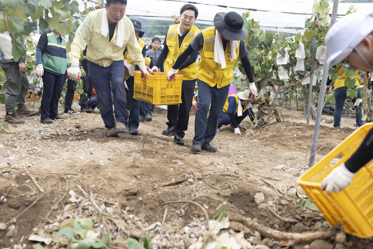 ▲김동연 경기도지사가 자원봉사자들과 함께 포도밭에서 장갑을 낀 채 복구 작업을 하고 있다. (경기도)