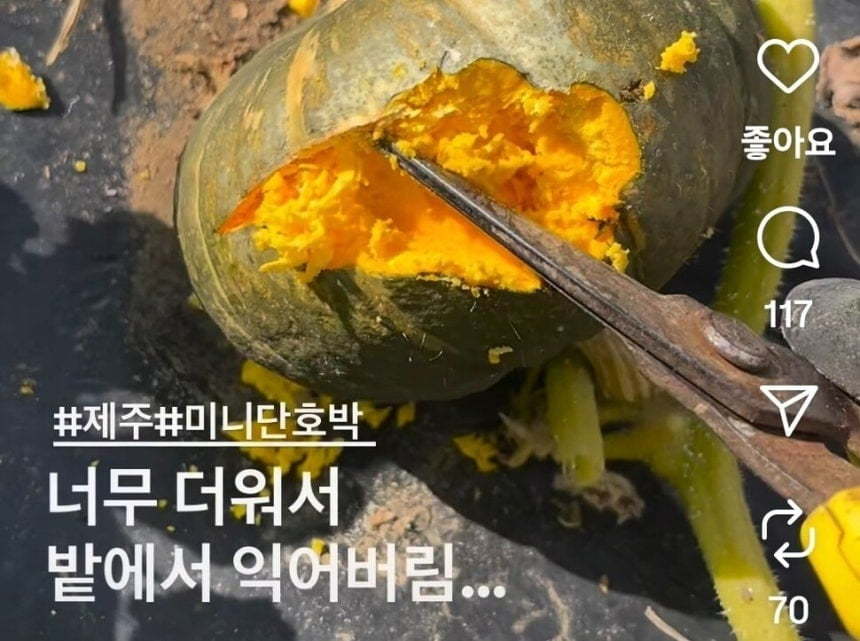 ▲연이은 폭염에 제주도 농가 밭에서 익어버린 단호박. (사진제공 제주볼레섬 농장 SNS 캡처)