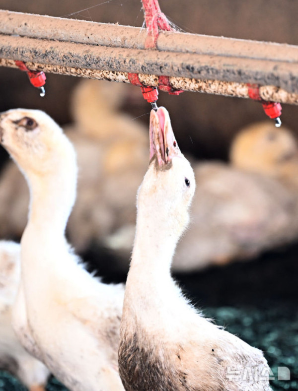 ▲전남 나주시 세지면 한 오리 농가에서 오리가 물을 마시며 목을 축이고 있다. / 뉴시스 제공