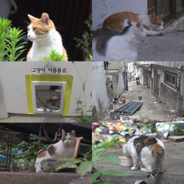 ▲'TV 동물농장' (사진제공=SBS )