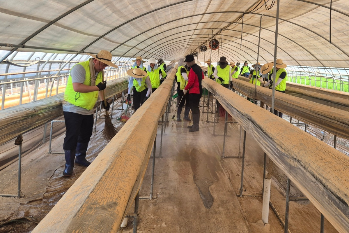 ▲농협은행 디지털전략사업부문 최운재 부행장 및 임직원들이 1일 충남 당진시 소재 농가를 찾아 일손돕기를 하고 있다. (사진제공=NH농협은행)