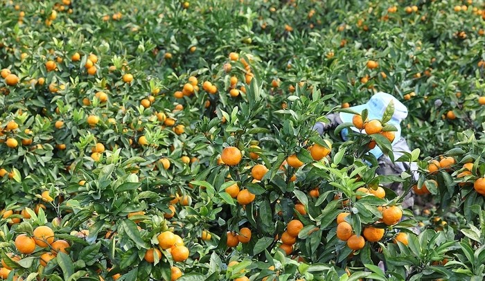 ▲제주도 한 농가에서 감귤을 수확 모습이다. (사진제공=연합뉴스)