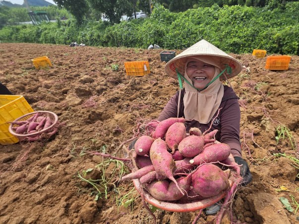▲전남 해남군 한 농가에서 조기 재배한 고구마 '진율미'를 수확하고 있다. (사진제공=해남군)