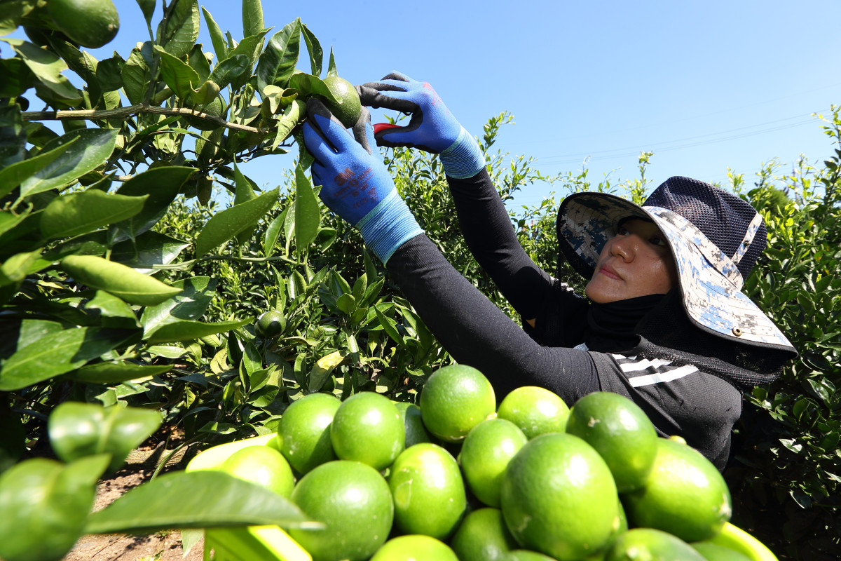 ▲제주특별자치도 서귀포시에 있는 농촌진흥청 국립원예특작과학원 감귤연구센터 직원들이 풋귤을 수확하고 있다. (사진제공=농촌진흥청)