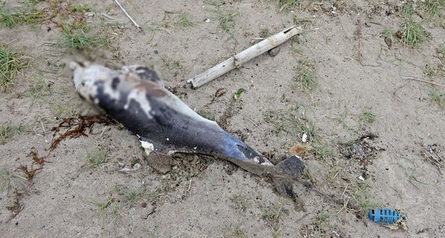 ▲제주시 구좌읍 해안가에서 제주 남방큰돌고래 '행운이'가 죽은 채 발견된 모습이다. (사진제공=다큐제주)