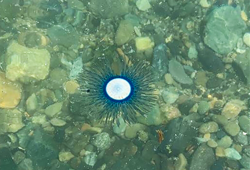 ▲제주도 해역에 나타난 아열대성 소형 해파리인 푸른우산관해파리. (사진제공=수산과학원)