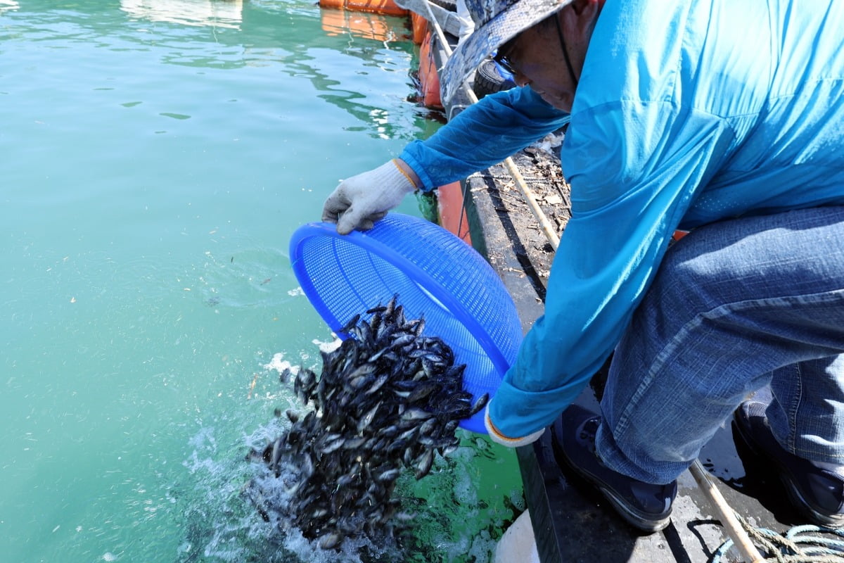 ▲전남 여수 한 가두리 양식장에서 고수온에 폐사 위기에 처한 치어들을 방류하고 있다. (사진제공=연합뉴스)