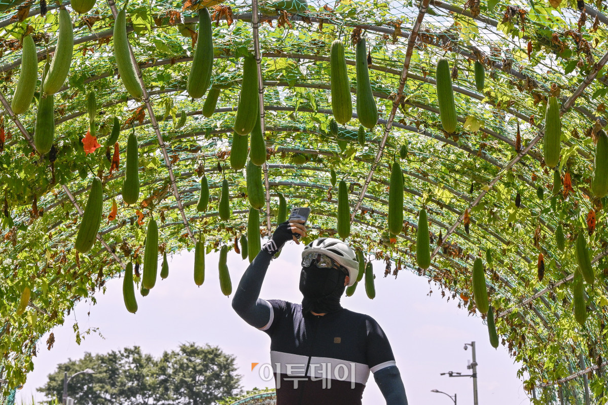 ▲가을에 접어들었음을 알리는 절기상 입추(立秋)인 7일 서울 마포구 하늘공원에 수세미가 여물고 있다. 이날 기상청에 따르면 비가 내리는 지역에서는 일시적으로 기온이 내려가겠지만, 습하고 체감온도가 높은 날씨가 이어지면서 당분간 최고체감온도가 31도 이상으로 올라 매우 무덥겠다고 밝혔다. 조현호 기자 hyunho@