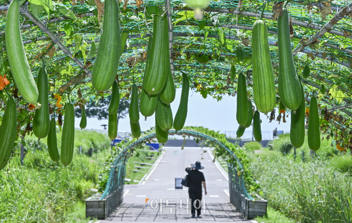 ▲가을에 접어들었음을 알리는 절기상 입추(立秋)인 7일 서울 마포구 하늘공원에 수세미가 여물고 있다. 이날 기상청에 따르면 비가 내리는 지역에서는 일시적으로 기온이 내려가겠지만, 습하고 체감온도가 높은 날씨가 이어지면서 당분간 최고체감온도가 31도 이상으로 올라 매우 무덥겠다고 밝혔다. 조현호 기자 hyunho@