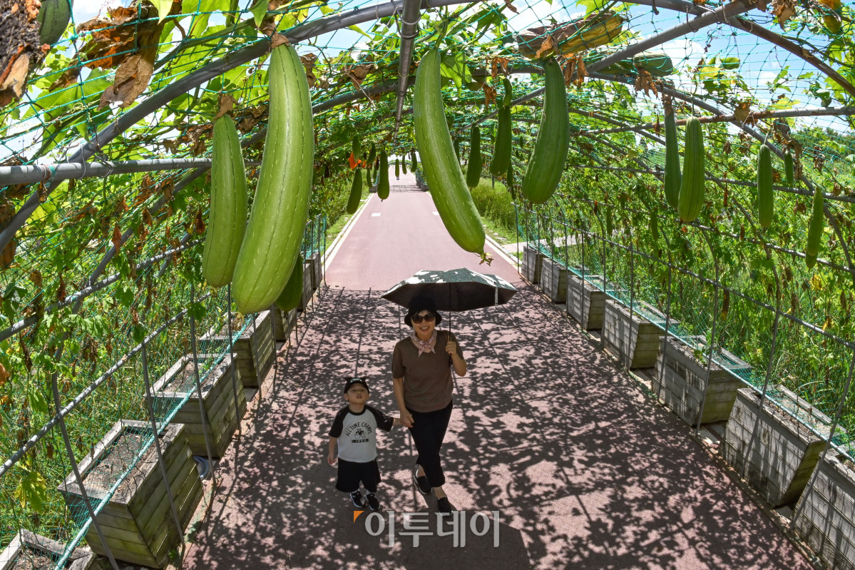 ▲가을에 접어들었음을 알리는 절기상 입추(立秋)인 7일 서울 마포구 하늘공원에 수세미가 여물고 있다. 이날 기상청에 따르면 비가 내리는 지역에서는 일시적으로 기온이 내려가겠지만, 습하고 체감온도가 높은 날씨가 이어지면서 당분간 최고체감온도가 31도 이상으로 올라 매우 무덥겠다고 밝혔다. 조현호 기자 hyunho@