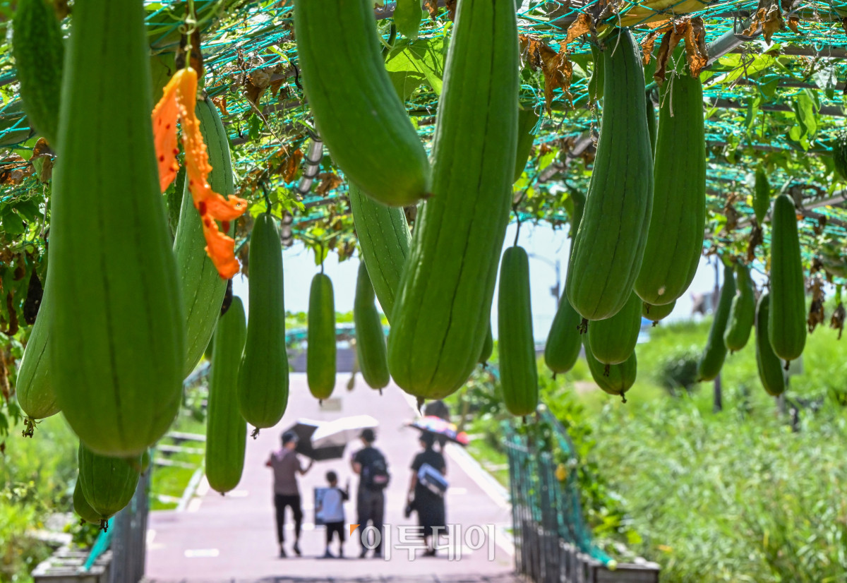 ▲가을에 접어들었음을 알리는 절기상 입추(立秋)인 7일 서울 마포구 하늘공원에 수세미가 여물고 있다. 이날 기상청에 따르면 비가 내리는 지역에서는 일시적으로 기온이 내려가겠지만, 습하고 체감온도가 높은 날씨가 이어지면서 당분간 최고체감온도가 31도 이상으로 올라 매우 무덥겠다고 밝혔다. 조현호 기자 hyunho@