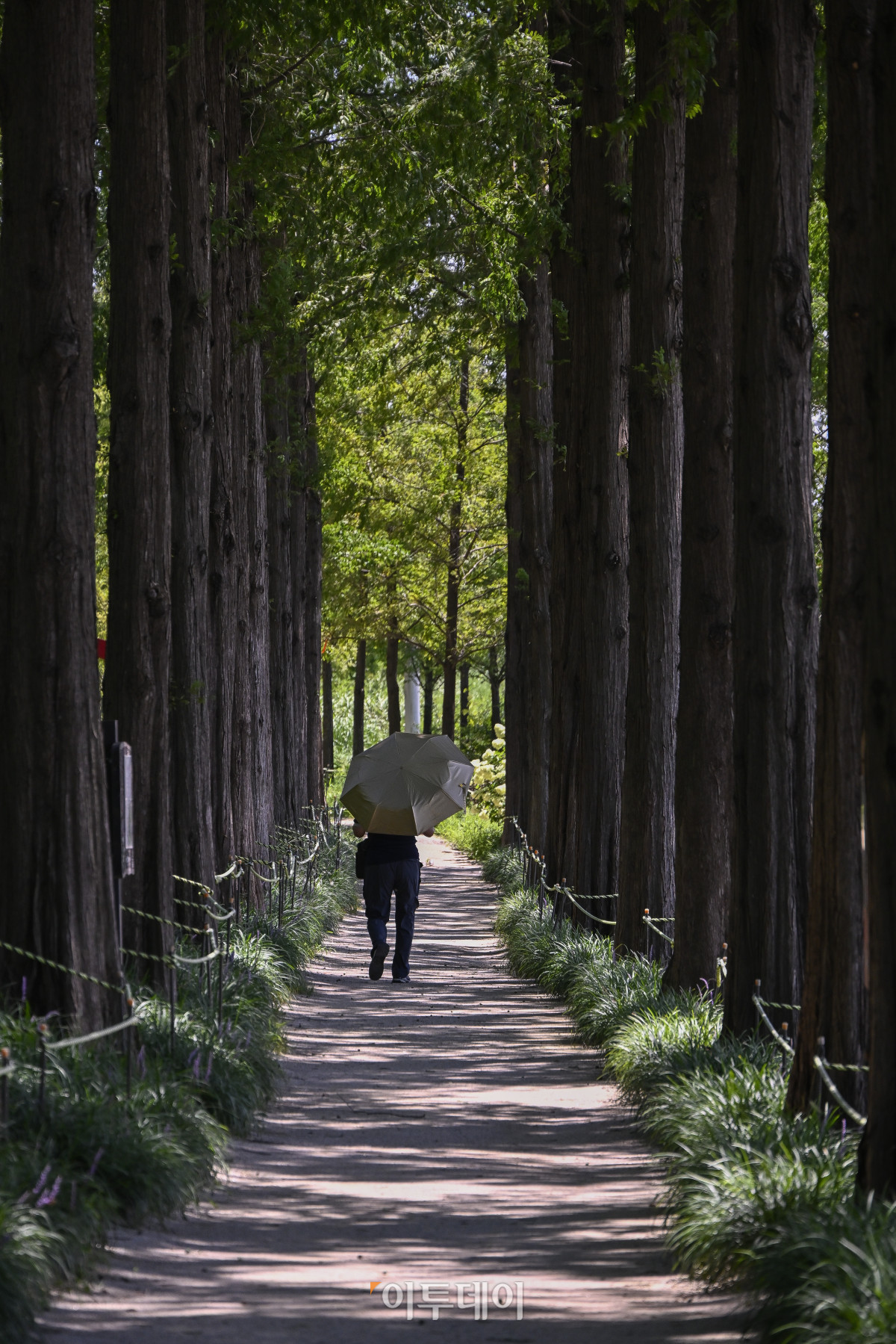 ▲가을에 접어들었음을 알리는 절기상 입추(立秋)인 7일 서울 마포구 하늘공원 메타세콰이어길에서 시민들이 산책을 하고 있다. 이날 기상청에 따르면 비가 내리는 지역에서는 일시적으로 기온이 내려가겠지만, 습하고 체감온도가 높은 날씨가 이어지면서 당분간 최고체감온도가 31도 이상으로 올라 매우 무덥겠다고 밝혔다. 조현호 기자 hyunho@