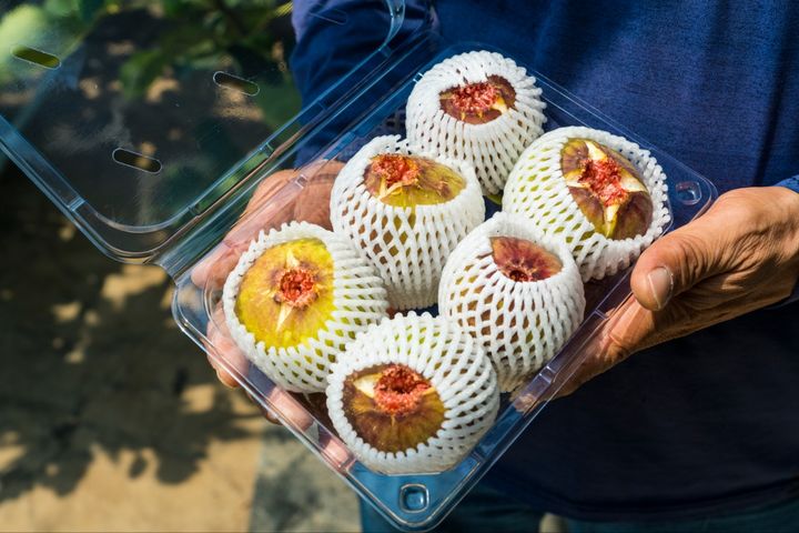 ▲땅끝 전남  해남군에서 시설재배한 무화과다. (사진제공=해남군)