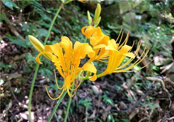 ▲국립공원공단 전남 내장산국립공원백암사 인근에서 멸종위기야생생물 2급 진노랑상사화가 개화 한 모습. (사진제공=내장산국립공원백암사무소)