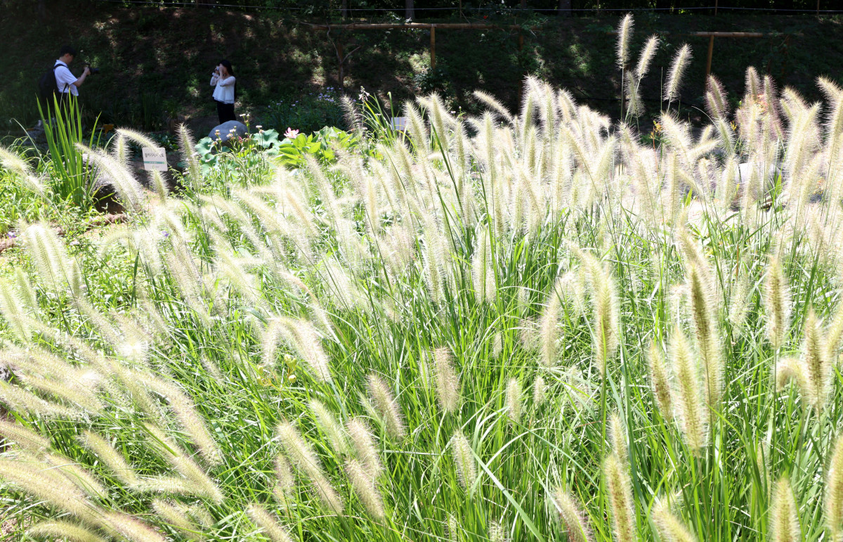 ▲절기상 입추(立秋)가 지나고 일교차가 커지며 시나브로 가을이 다가오고 있다. 10일 서울 올림픽공원 들꽃마루에 ‘가을의 향연’이란 꽃말을 가진 수크령이 자라나 있다. 신태현 기자 holjjak@