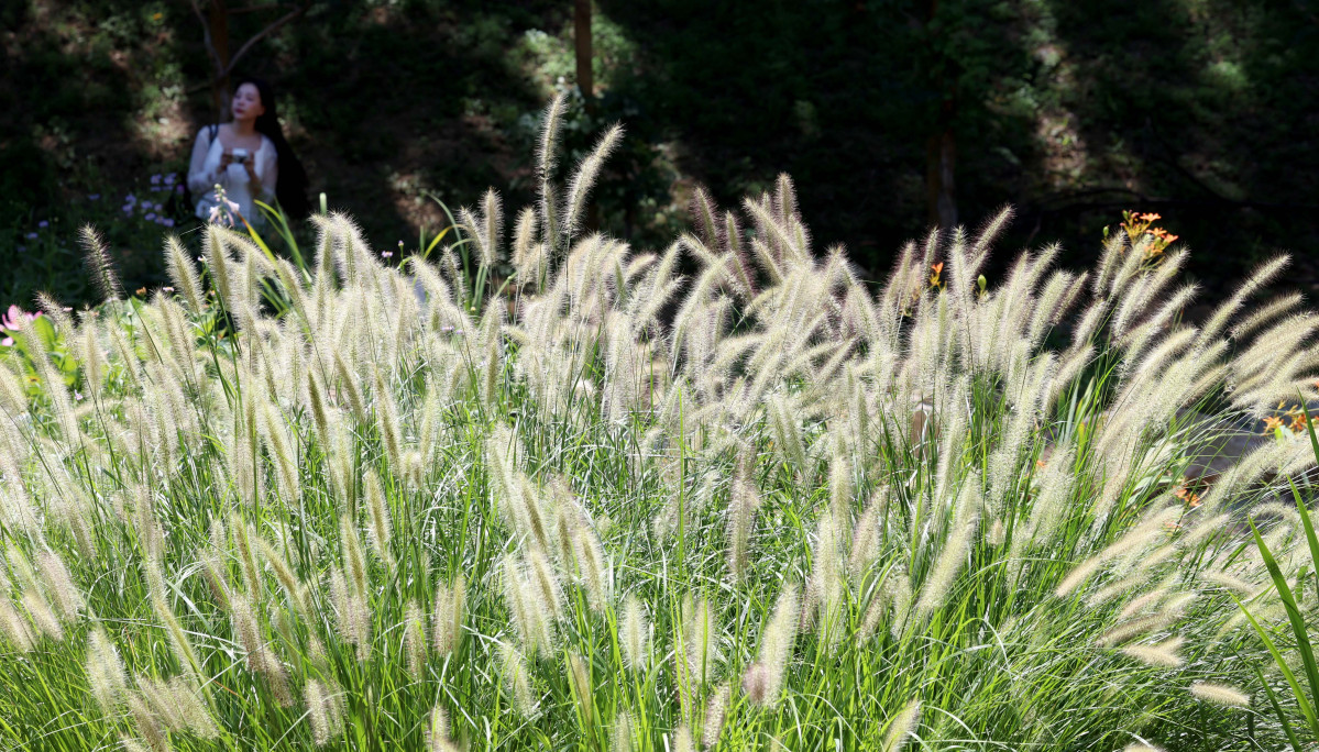 ▲절기상 입추(立秋)가 지나고 일교차가 커지며 시나브로 가을이 다가오고 있다. 10일 서울 올림픽공원 들꽃마루에 ‘가을의 향연’이란 꽃말을 가진 수크령이 자라나 있다. 신태현 기자 holjjak@