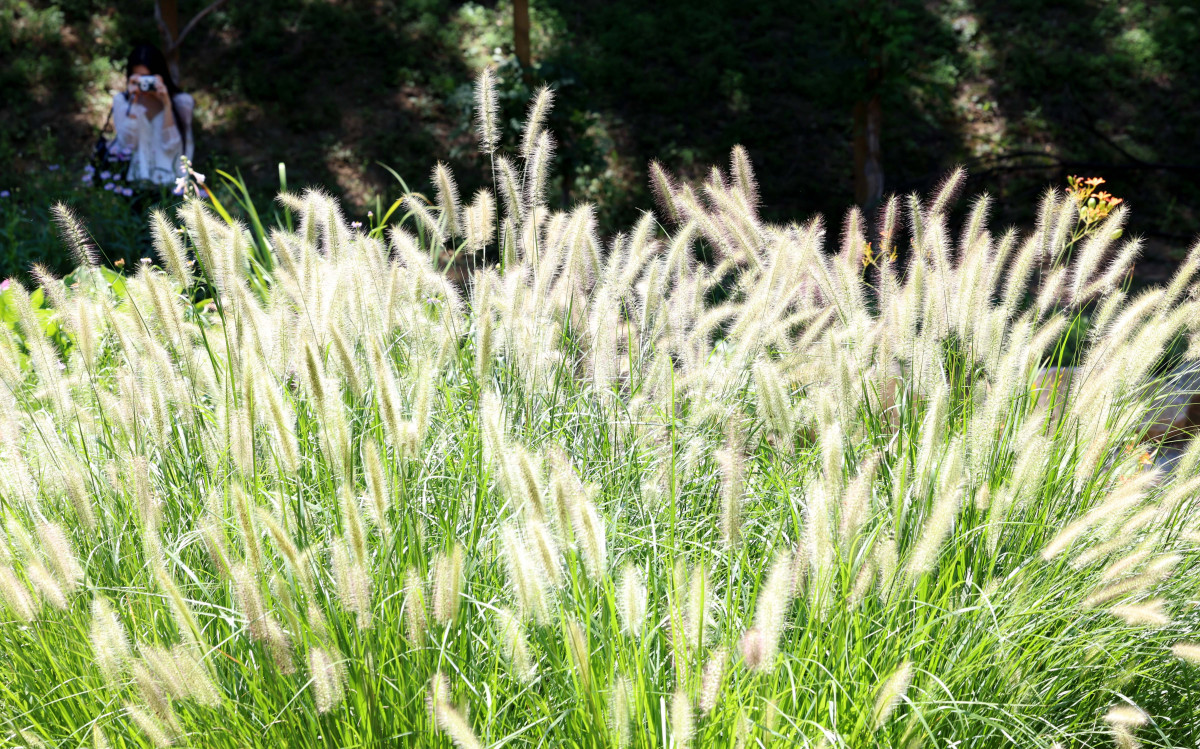 ▲절기상 입추(立秋)가 지나고 일교차가 커지며 시나브로 가을이 다가오고 있다. 10일 서울 올림픽공원 들꽃마루에 ‘가을의 향연’이란 꽃말을 가진 수크령이 자라나 있다. 신태현 기자 holjjak@