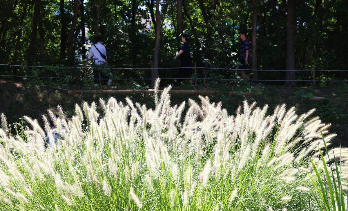 ▲절기상 입추(立秋)가 지나고 일교차가 커지며 시나브로 가을이 다가오고 있다. 10일 서울 올림픽공원 들꽃마루에 ‘가을의 향연’이란 꽃말을 가진 수크령이 자라나 있다. 신태현 기자 holjjak@