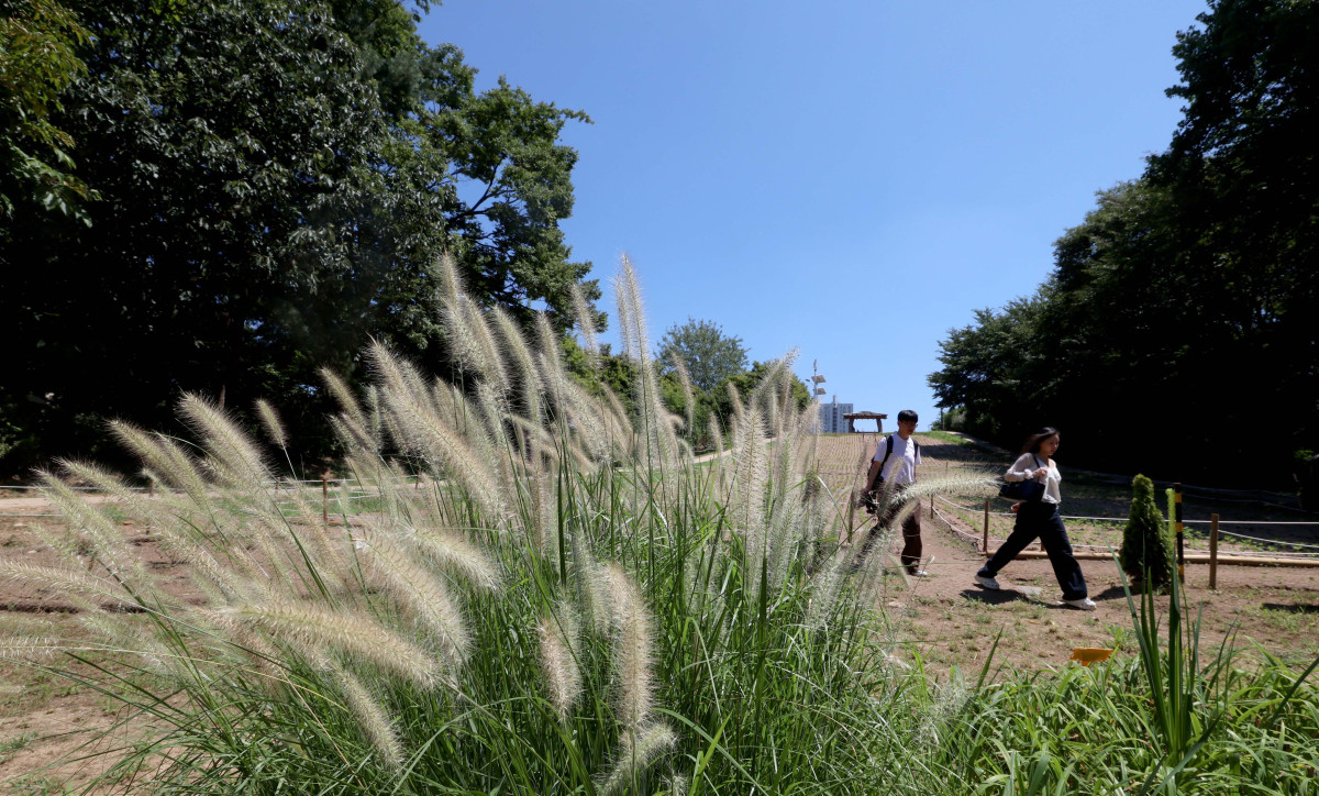 ▲절기상 입추(立秋)가 지나고 일교차가 커지며 시나브로 가을이 다가오고 있다. 10일 서울 올림픽공원 들꽃마루에 ‘가을의 향연’이란 꽃말을 가진 수크령이 자라나 있다. 신태현 기자 holjjak@