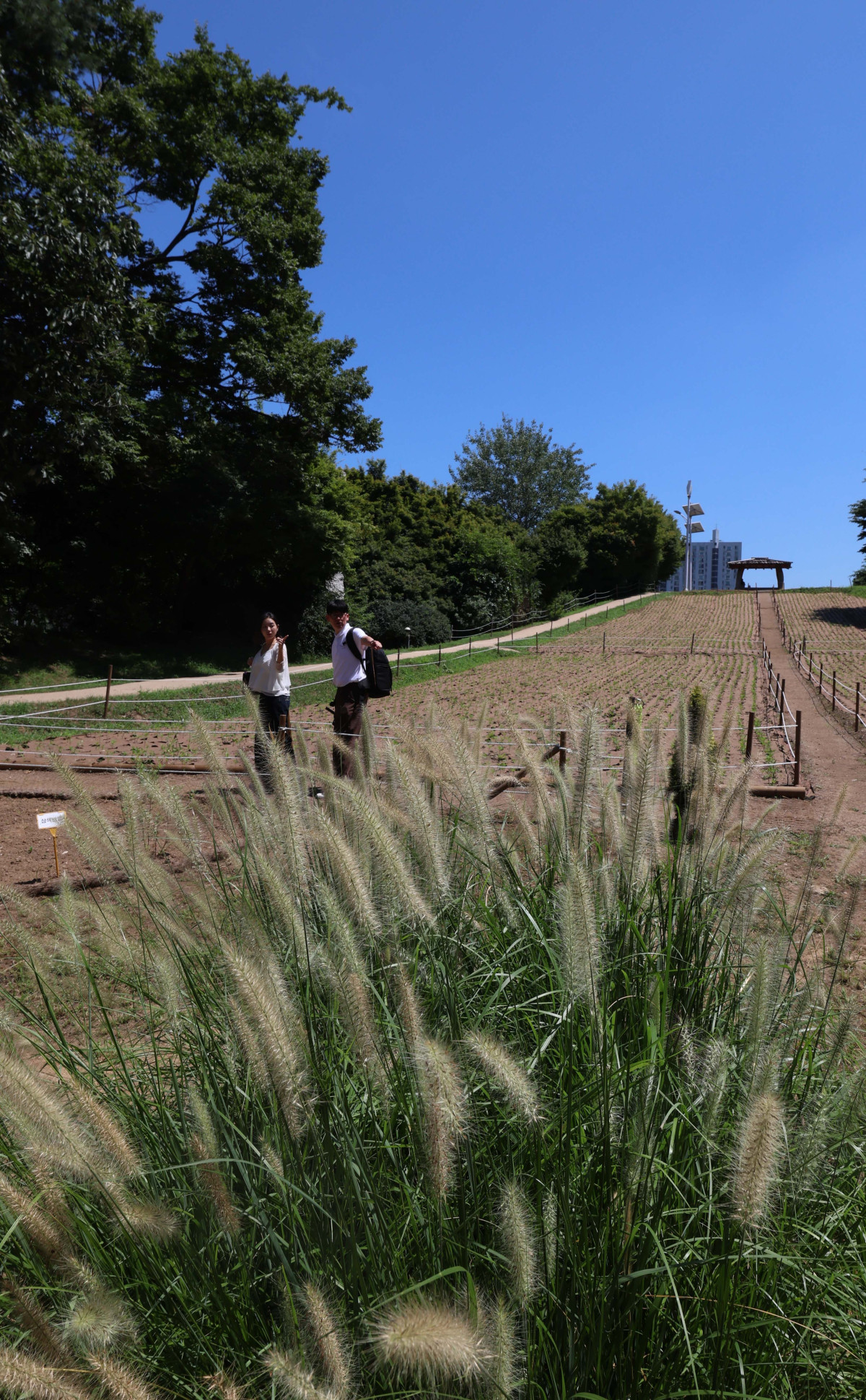 ▲절기상 입추(立秋)가 지나고 일교차가 커지며 시나브로 가을이 다가오고 있다. 10일 서울 올림픽공원 들꽃마루에 ‘가을의 향연’이란 꽃말을 가진 수크령이 자라나 있다. 신태현 기자 holjjak@