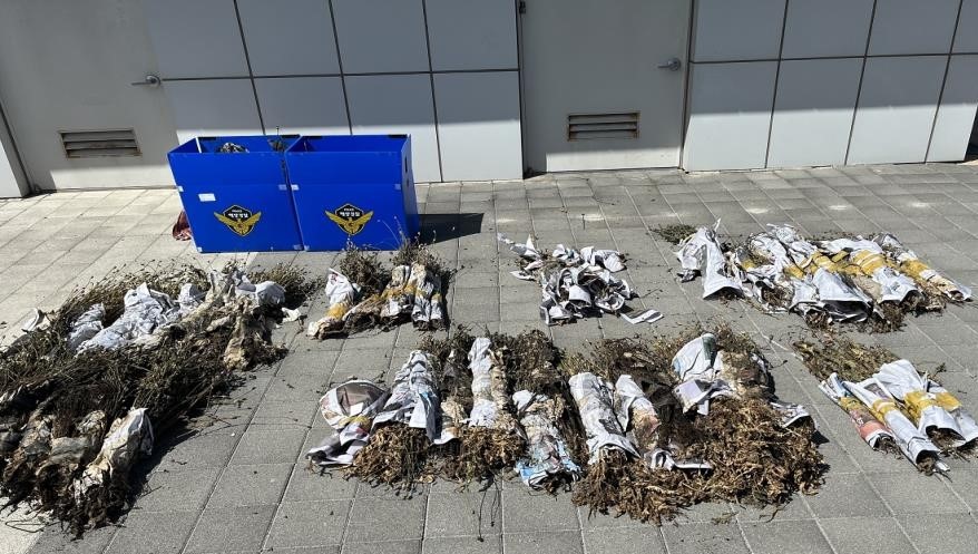 ▲제주지방해양경찰이 압수한 나도 양귀비. (사진제공=제주지방해양경찰)