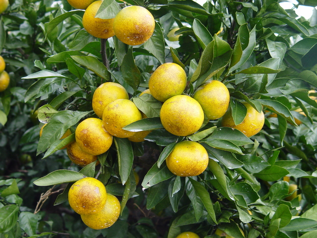 ▲볼록총채벌레에 피해 본 제주도 착색기 감귤. (사진제공=제주도농업기술원)