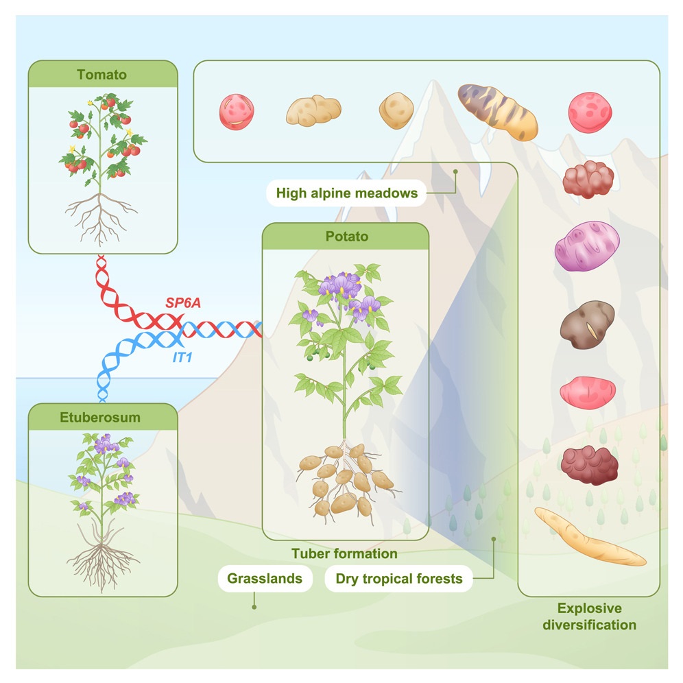▲감자아속 식물의 게놈 분석 결과 약 900만 년 전 토마토와 에투베로숨의 교잡으로 생겨난 잡종이 감자라는 사실이 드러났다. 둘은 덩이줄기가 없지만 토마토의 SP6A 유전자와 에투베로숨의 IT1 유전자가 만나면서 감자에서 덩이줄기가 생겼고 그 뒤 진화 과정에서 다양한 감자 종으로 분화했다. 사진출처: 네이처