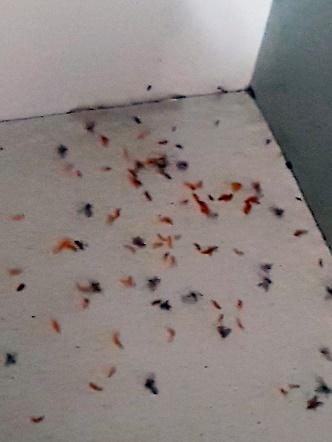 ▲혹파리 (위 사진은 기사내용과 관련없음) (연합뉴스)