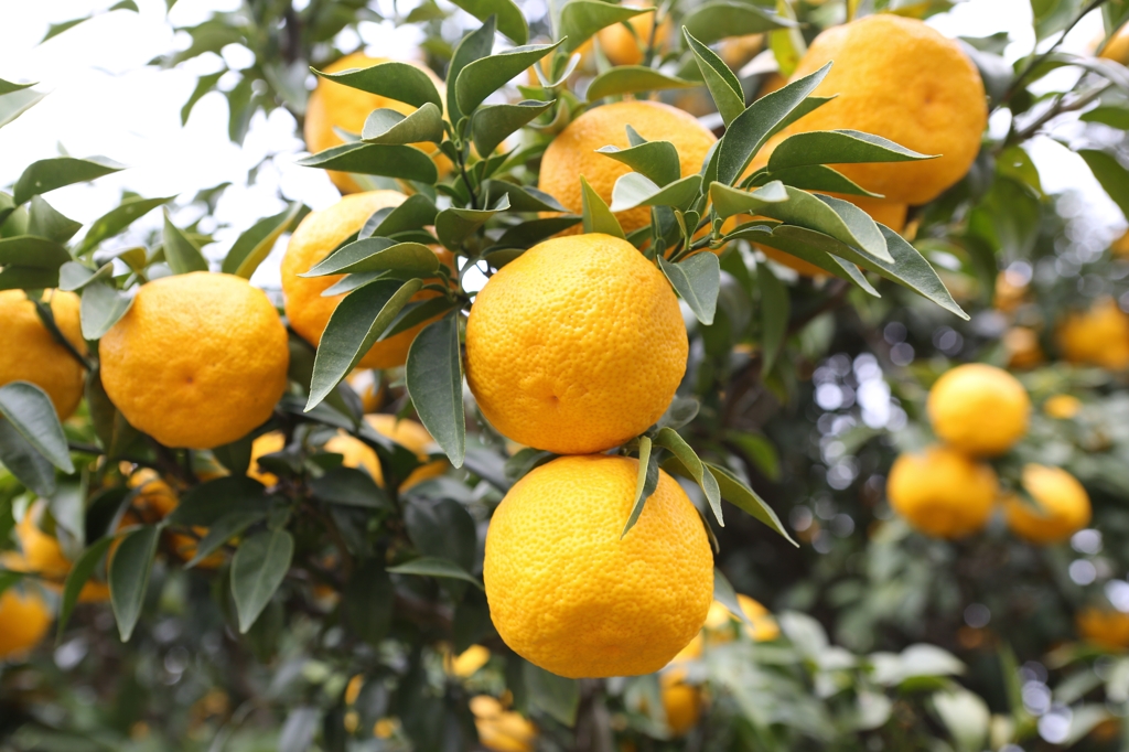 ▲완도 유자 (완도군)