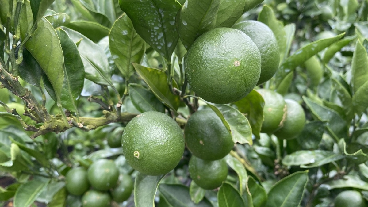 ▲제주도 풋귤. (사진제공=제주도)