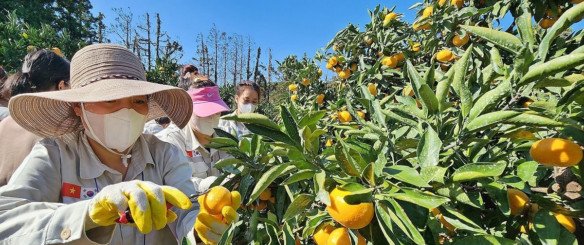 ▲제주도 베트남인 계절근로자 감귤 따기 실습을 하고 있다. (사진제공=연합뉴스)
